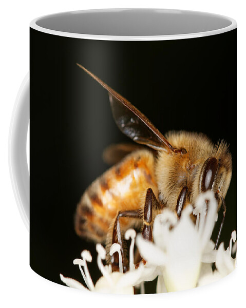Bee Coffee Mug featuring the photograph Busy Bee by Jonathan Davison