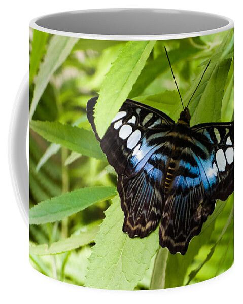 Blue Coffee Mug featuring the photograph Butterfly on Leaf  by Lars Lentz