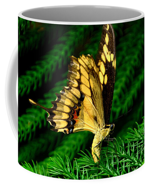 Butterfly Coffee Mug featuring the photograph Butterfly on Pine by Mark Valentine