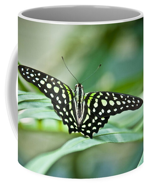 Butterfly Coffee Mug featuring the photograph Butterfly Resting Color by Ron White