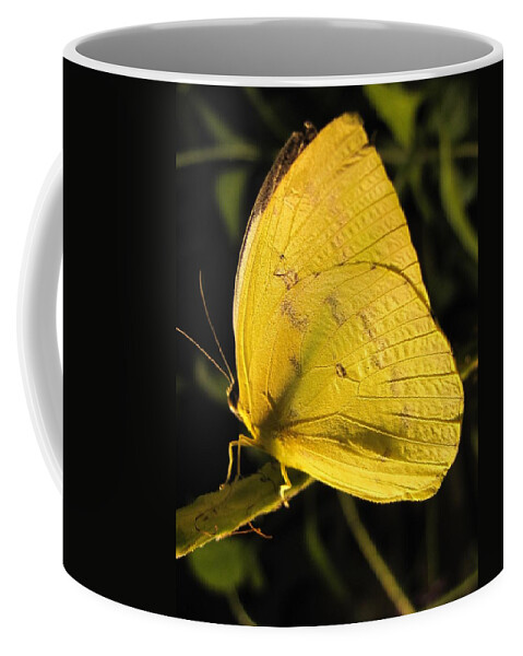 Wings Coffee Mug featuring the photograph Butterscotch by Jennifer Wheatley Wolf
