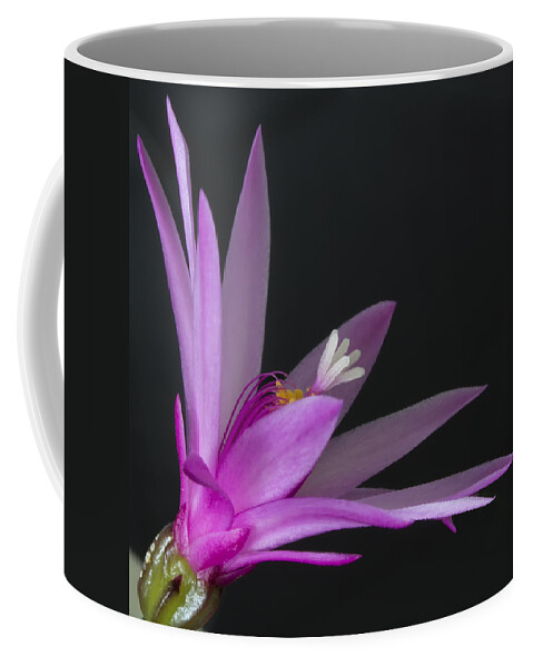 Floral Coffee Mug featuring the photograph Cactus bloom by Shirley Mitchell