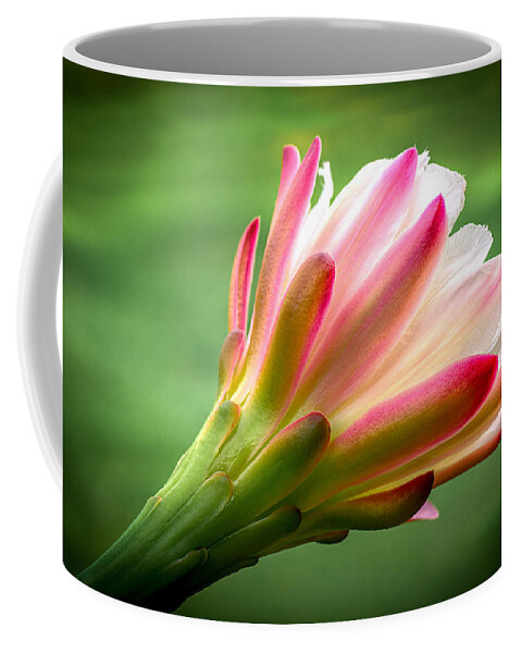 Flower Coffee Mug featuring the photograph Cactus Flower 4 by Will Wagner