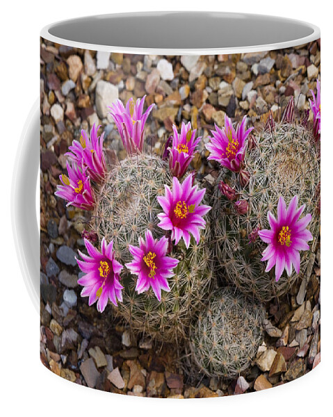 Feb0514 Coffee Mug featuring the photograph Cactus Flowers Arizona by Tom Vezo