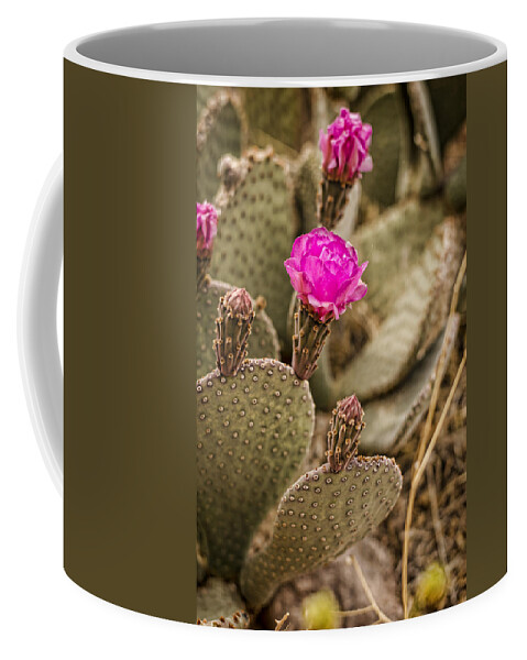 Cactus Coffee Mug featuring the photograph Cactus Flowers by Heather Applegate