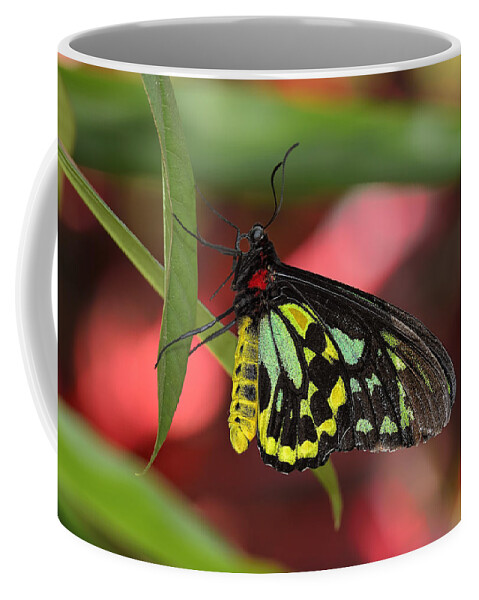 Dodsworth Coffee Mug featuring the photograph Cairns Birdwing Butterfly by Bill Dodsworth