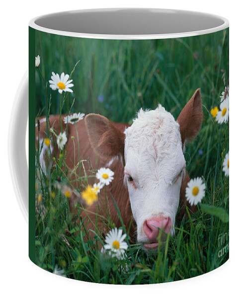 Animal Coffee Mug featuring the photograph Calf Among Flowers by Hans Reinhard