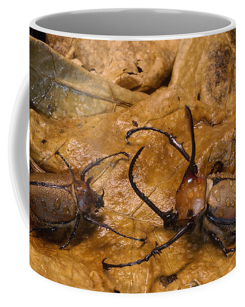 Feb0514 Coffee Mug featuring the photograph Caliper Beetles Camouflaged Ecuador by Pete Oxford