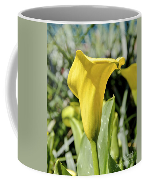 Lily Coffee Mug featuring the photograph Calla Lily by Carol Bradley