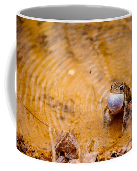 Male Bullfrog Coffee Mug featuring the photograph Calling All Frogs by Courtney Webster