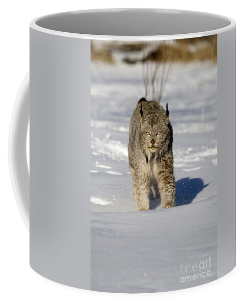 Canada Lynx Coffee Mug featuring the photograph Canada Lynx by Linda Freshwaters Arndt