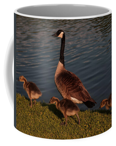 Canadian Goose Coffee Mug featuring the photograph Canadian Goose And Gosling by Flees Photos
