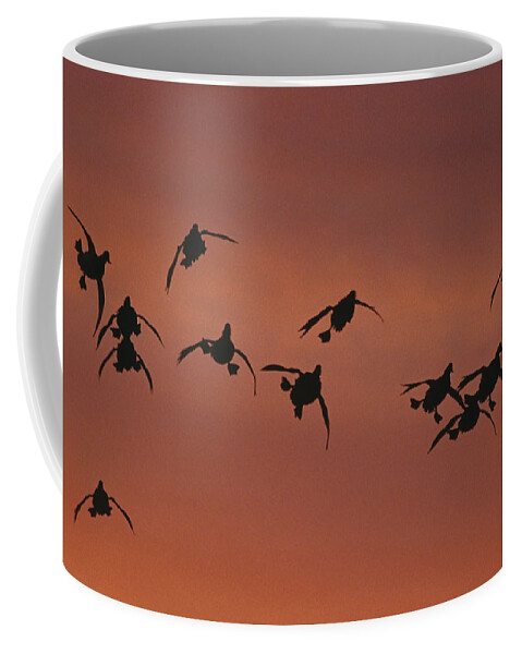 Feb0514 Coffee Mug featuring the photograph Canvasbacks Landing At Sunrise by Tom Vezo