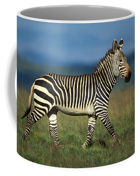Zebra Coffee Mug featuring the photograph Cape Mountain Zebra by Nigel Dennis
