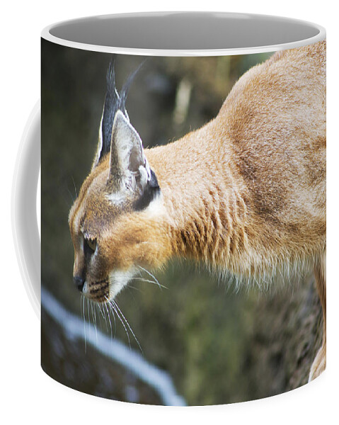 Caracal Coffee Mug featuring the photograph Caracal About to Jump by Belinda Greb