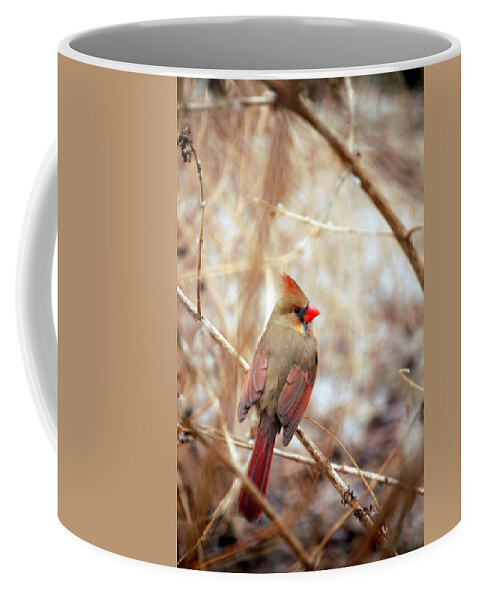 Cardinal Birds Coffee Mug featuring the photograph Cardinal Birds Female by Peggy Franz