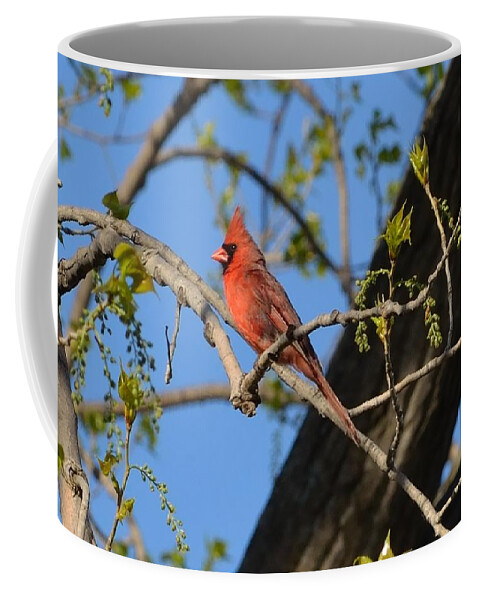 Cardinal Coffee Mug featuring the photograph Cardinal by Deborah Ritch