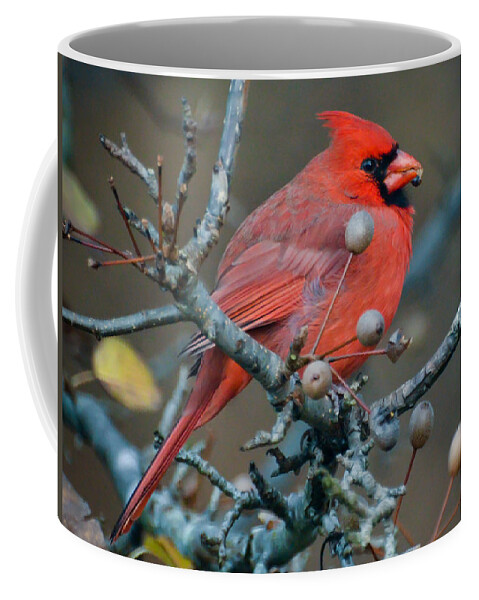 Cardinal Coffee Mug featuring the photograph Cardinal In The Berries by Kerri Farley