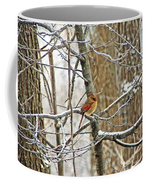 Bird Coffee Mug featuring the photograph Cardinal in Winter by Aimee L Maher ALM GALLERY