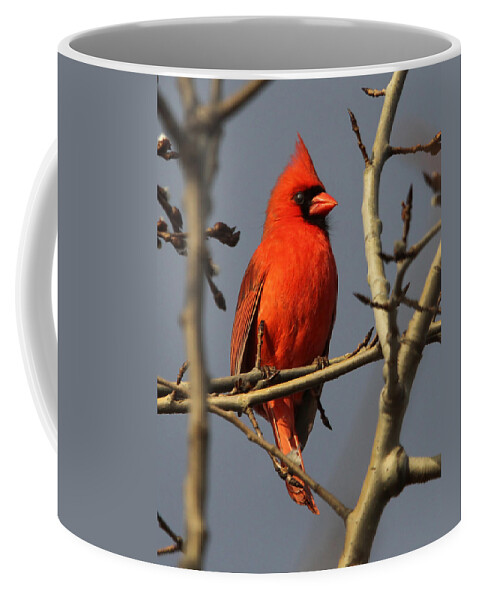 Bird Coffee Mug featuring the photograph Cardinal by Roger Becker