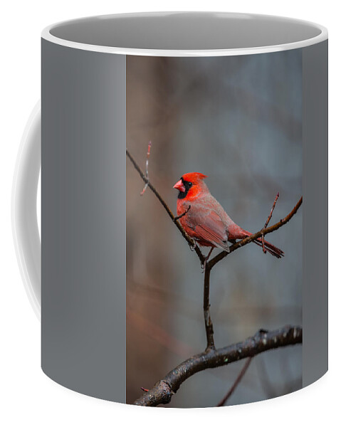 Cardinal Coffee Mug featuring the photograph Cardinal Sing by John Haldane
