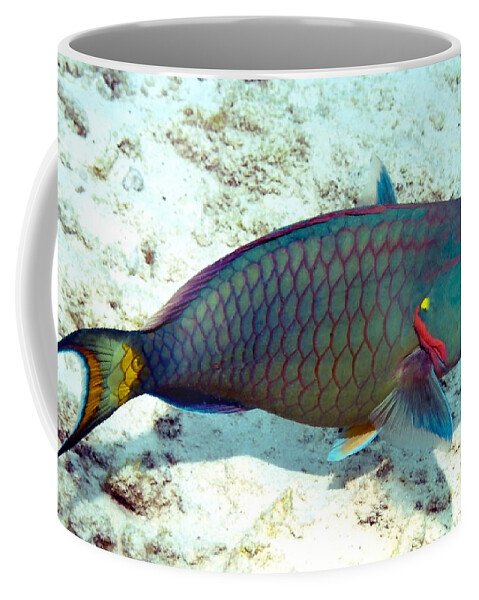 Nature Coffee Mug featuring the photograph Caribbean Stoplight Parrot Fish in Rainbow Colors by Amy McDaniel