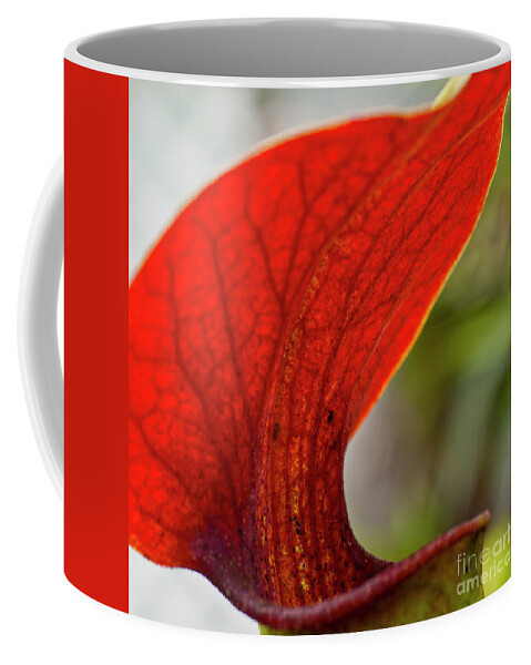 Heiko Coffee Mug featuring the photograph Carnivorous plants 2 by Heiko Koehrer-Wagner