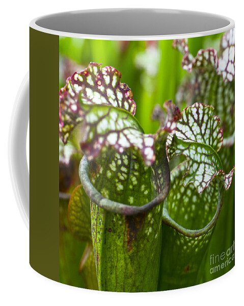 Flora Coffee Mug featuring the photograph Carnivorous plants by Heiko Koehrer-Wagner