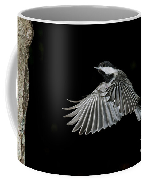 Carolina Chickadee Coffee Mug featuring the photograph Carolina Chickadee by Anthony Mercieca