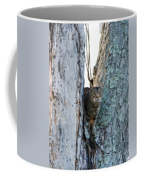 Cat Coffee Mug featuring the photograph Cat On The Lookout by Holden The Moment