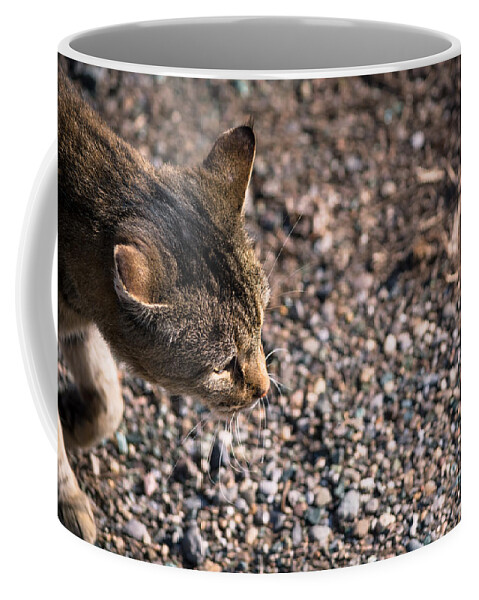 Cat Coffee Mug featuring the photograph Cat On The Prowl by Holden The Moment