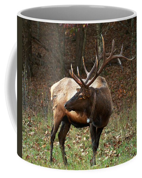 Elk Coffee Mug featuring the photograph Cataloochee Elk by TnBackroadsPhotos