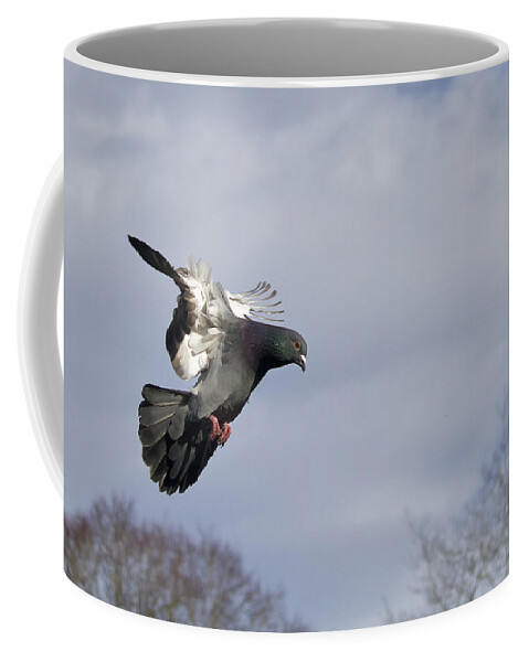 Pidgeon Coffee Mug featuring the photograph Catching the wind by Shirley Mitchell