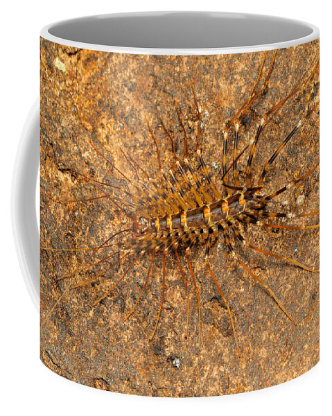 Animal Coffee Mug featuring the photograph Cave Centipede, Malaysia by Fletcher & Baylis