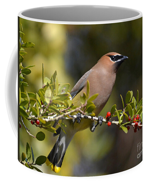 Cedar Waxwing Coffee Mug featuring the photograph Cedar Waxwing And Red Berries by Kathy Baccari
