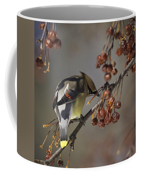 Cedar Waxwing Coffee Mug featuring the photograph Cedar Waxwing Eating Berries 7 by Thomas Young