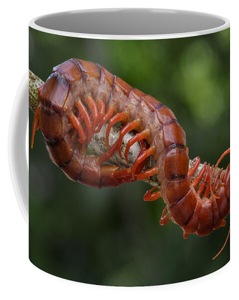 Ch'ien Lee Coffee Mug featuring the photograph Centipede Malaysia by Ch'ien Lee