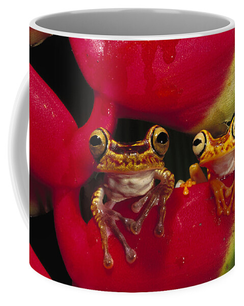 00216498 Coffee Mug featuring the photograph Chachi Tree Frog Pair by Pete Oxford