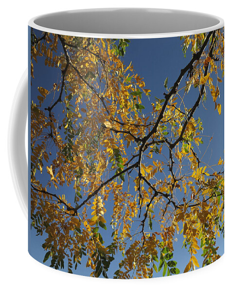 Autumn Coffee Mug featuring the photograph Changing by Jessica Myscofski