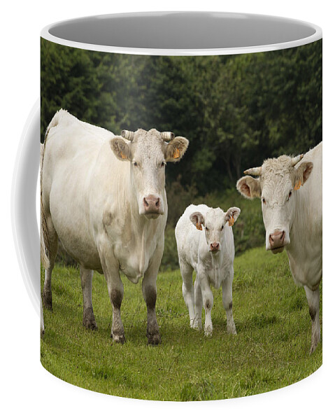 Charolais Coffee Mug featuring the photograph Charolais Cattle by Jean-Michel Labat
