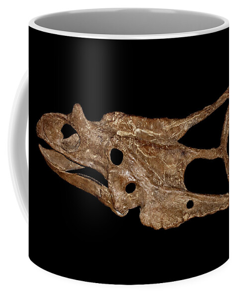 Animal Coffee Mug featuring the photograph Chasmosaurus Skull by Millard H. Sharp