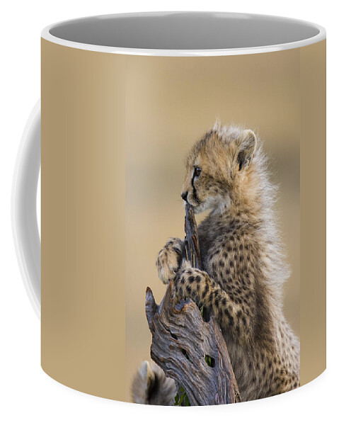 Suzi Eszterhas Coffee Mug featuring the photograph Cheetah Cub Maasai Mara Reserve by Suzi Eszterhas