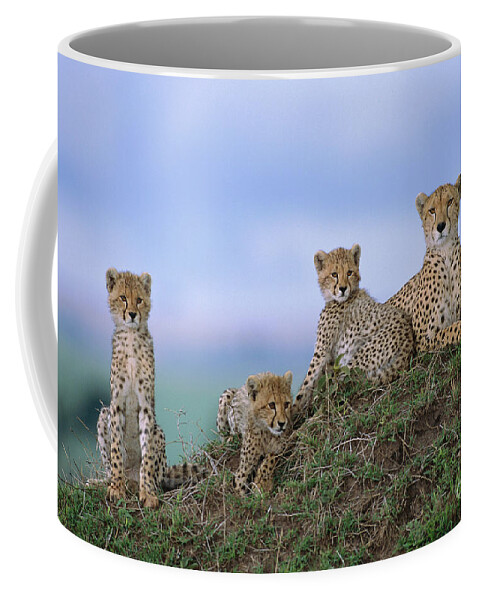 00345009 Coffee Mug featuring the photograph Cheetah Mother And Cubs in Masai Mara by Yva Momatiuk John Eastcott