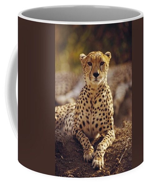 Feb0514 Coffee Mug featuring the photograph Cheetah Portrait Masai Mara by Gerry Ellis