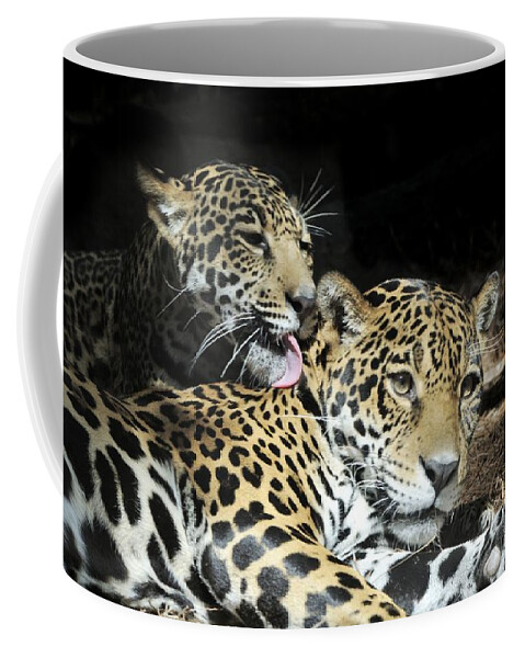 Jaguar Coffee Mug featuring the photograph Jaguars lounging and licking by Bradford Martin