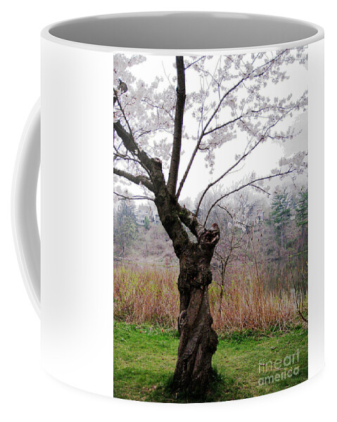 Trees Coffee Mug featuring the photograph Cherry Blossom Time by Nina Silver