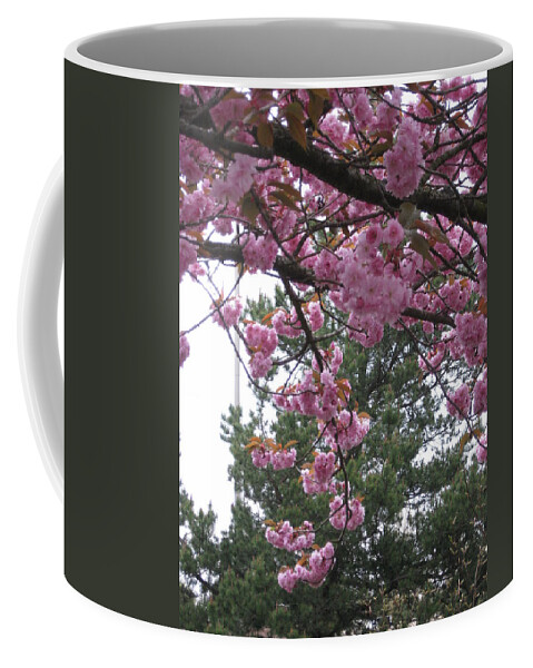 Cherry Blossoms Coffee Mug featuring the photograph Cherry Blossoms 1 by David Trotter