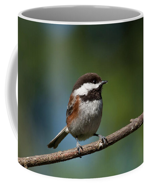 Animal Coffee Mug featuring the photograph Chestnut Backed Chickadee Perched on a Branch by Jeff Goulden