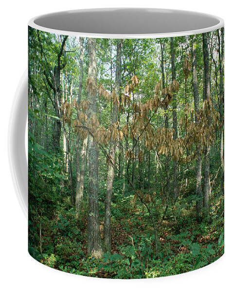 American Chestnut Coffee Mug featuring the photograph Chestnut With Blight by Carleton Ray