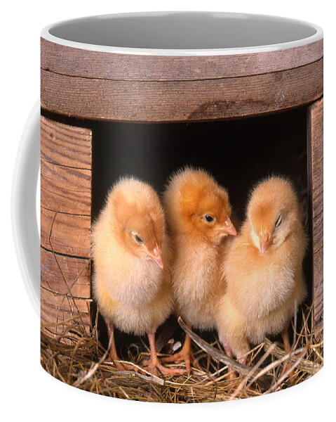 Chicken Coffee Mug featuring the photograph Chicks In Coop by Alan and Sandy Carey